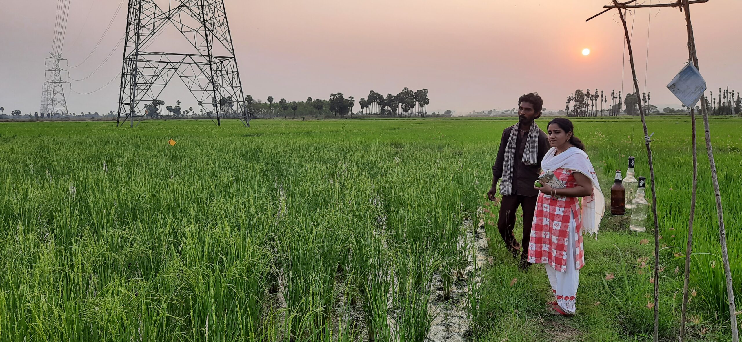 Organic Farming - Image 3